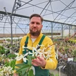 Kép 2/4 - Clematis armandii 'Snowdrift' – Örökzöld fehér iszalag