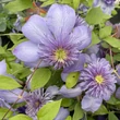 Kép 1/2 - Clematis 'Blue Light' – Iszalag