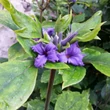 Kép 2/2 - Clematis 'Cassandra' – Iszalag