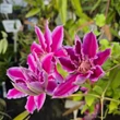 Kép 2/3 - Clematis 'Dr. Ruppel' - Iszalag (sötét rózsaszín, kárminpiros csíkokkal)