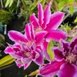 Kép 3/3 - Clematis 'Dr. Ruppel' - Iszalag (sötét rózsaszín, kárminpiros csíkokkal)