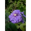 Kép 3/3 - Clematis 'Floral Dance' – Iszalag