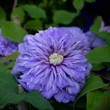 Kép 1/3 - Clematis 'Floral Dance' – Iszalag