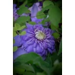 Kép 2/3 - Clematis 'Floral Dance' – Iszalag