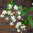 Kép 1/3 - Clematis Hybriden vitalba – Erdei iszalag, erdei klemátisz
