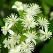Kép 2/3 - Clematis Hybriden vitalba – Erdei iszalag, erdei klemátisz