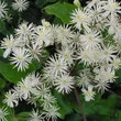 Kép 3/3 - Clematis Hybriden vitalba – Erdei iszalag, erdei klemátisz
