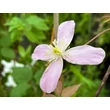 Kép 3/7 - Clematis montana 'Rubens' - Iszalag (rózsaszín, illatos) - képek rendelés vásárlás a Megyeri Szabolcs Kertészeti webáruházban.
