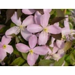 Kép 4/7 - Clematis montana 'Rubens' - Iszalag (rózsaszín, illatos) - képek rendelés vásárlás a Megyeri Szabolcs Kertészeti webáruházban.