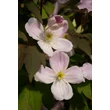 Kép 5/7 - Clematis montana 'Rubens' - Iszalag (rózsaszín, illatos) - képek rendelés vásárlás a Megyeri Szabolcs Kertészeti webáruházban.