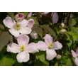 Kép 6/7 - Clematis montana 'Rubens' - Iszalag (rózsaszín, illatos) - képek rendelés vásárlás a Megyeri Szabolcs Kertészeti webáruházban.