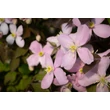 Kép 7/7 - Clematis montana 'Rubens' - Iszalag (rózsaszín, illatos) - képek rendelés vásárlás a Megyeri Szabolcs Kertészeti webáruházban.