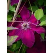 Kép 2/2 -  Clematis 'Monte Cassino' – Iszalag rendelés