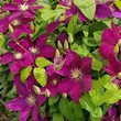 Kép 1/2 - Clematis 'Monte Cassino' – Iszalag