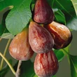 Kép 1/3 - Ficus carica 'Brown Turkey' (syn.:'Bella Brunetta', 'Brown Naples', 'Common Blue', 'Everbearing', 'Italian Brown', 'La Perpétuelle', 'Laradek', 'Negro Largo' stb.) - Füge