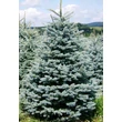 Kép 1/2 - Ezüstfenyő karácsonyfa - Picea pungens 'Glauca' (konténeres)