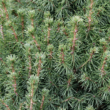 Kép 2/2 - Cukorsüvegfenyő karácsonyfa - Picea glauca 'Conica' (konténeres)