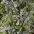 Kép 2/2 - Szerb lucfenyő karácsonyfa – Picea omorika (konténeres)