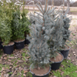 Kép 2/3 - Picea pungens 'Edith' – Ezüstfenyő (konténeres)