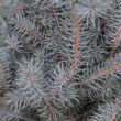 Kép 3/3 - Picea pungens 'Edith' – Ezüstfenyő (konténeres)
