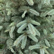 Kép 2/2 - Ezüstfenyő karácsonyfa - Picea pungens 'Glauca' (konténeres)