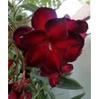 Kép 11/11 - Nerium oleander 'Babi Gyémántja' – Teltvirágú leander