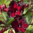 Kép 2/11 - Nerium oleander 'Babi Gyémántja' – Teltvirágú leander