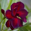 Kép 1/11 - Nerium oleander 'Babi Gyémántja' – Teltvirágú leander