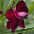 Kép 3/11 - Nerium oleander 'Babi Gyémántja' – Teltvirágú leander