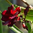 Kép 4/11 - Nerium oleander 'Babi Gyémántja' – Teltvirágú leander