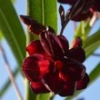 Kép 5/11 - Nerium oleander 'Babi Gyémántja' – Teltvirágú leander