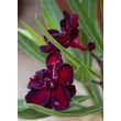 Kép 10/11 - Nerium oleander 'Babi Gyémántja' – Teltvirágú leander