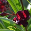 Kép 6/11 - Nerium oleander 'Babi Gyémántja' – Teltvirágú leander