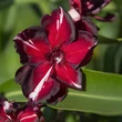 Kép 7/11 - Nerium oleander 'Babi Gyémántja' – Teltvirágú leander