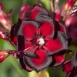 Kép 8/11 - Nerium oleander 'Babi Gyémántja' – Teltvirágú leander