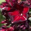 Kép 9/11 - Nerium oleander 'Babi Gyémántja' – Teltvirágú leander
