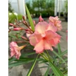 Kép 3/3 - Nerium oleander 'Mrs. Roeding' – Rózsaszín-baracksárga, teltvirágú leander