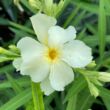 Kép 1/3 - Nerium oleander 'Sorento' – Szimpla virágú leander