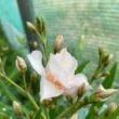 Nerium oleander 'Rokokó Róse' – Szimpla virágú leander
