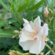 Nerium oleander 'Rokokó Róse' – Szimpla virágú leander
