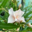 Kép 1/4 - Nerium oleander 'Rokokó Róse' – Szimpla virágú leander