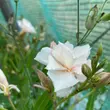 Kép 4/4 - Nerium oleander 'Rokokó Róse' – Szimpla virágú leander