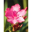 Kép 2/2 - Nerium oleander 'Calypso' - Leander (sötét ciklámen színű, szimpla)