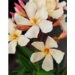 Kép 5/5 - Nerium oleander 'Mézeske' – Szimpla virágú leander - képek rendelés vásárlás a Megyeri Szabolcs Kertészeti webáruházban.