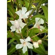 Kép 2/5 - Nerium oleander 'Alsace' - Mandulaszínű leander - képek rendelés vásárlás a Megyeri Szabolcs Kertészeti webáruházban.