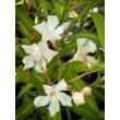 Kép 2/5 - Nerium oleander 'Alsace' - Mandulaszínű leander - képek rendelés vásárlás a Megyeri Szabolcs Kertészeti webáruházban.
