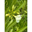 Kép 3/5 - Nerium oleander 'Alsace' - Mandulaszínű leander - képek rendelés vásárlás a Megyeri Szabolcs Kertészeti webáruházban.