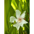 Kép 4/5 - Nerium oleander 'Alsace' - Mandulaszínű leander - képek rendelés vásárlás a Megyeri Szabolcs Kertészeti webáruházban.