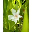 Kép 1/5 - Nerium oleander 'Alsace' - Mandulaszínű leander