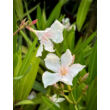 Kép 5/5 - Nerium oleander 'Alsace' - Mandulaszínű leander - képek rendelés vásárlás a Megyeri Szabolcs Kertészeti webáruházban.